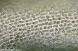 Image of Lyell's orthotrichum moss