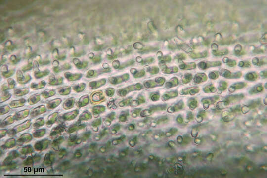 Image of Lyell's orthotrichum moss