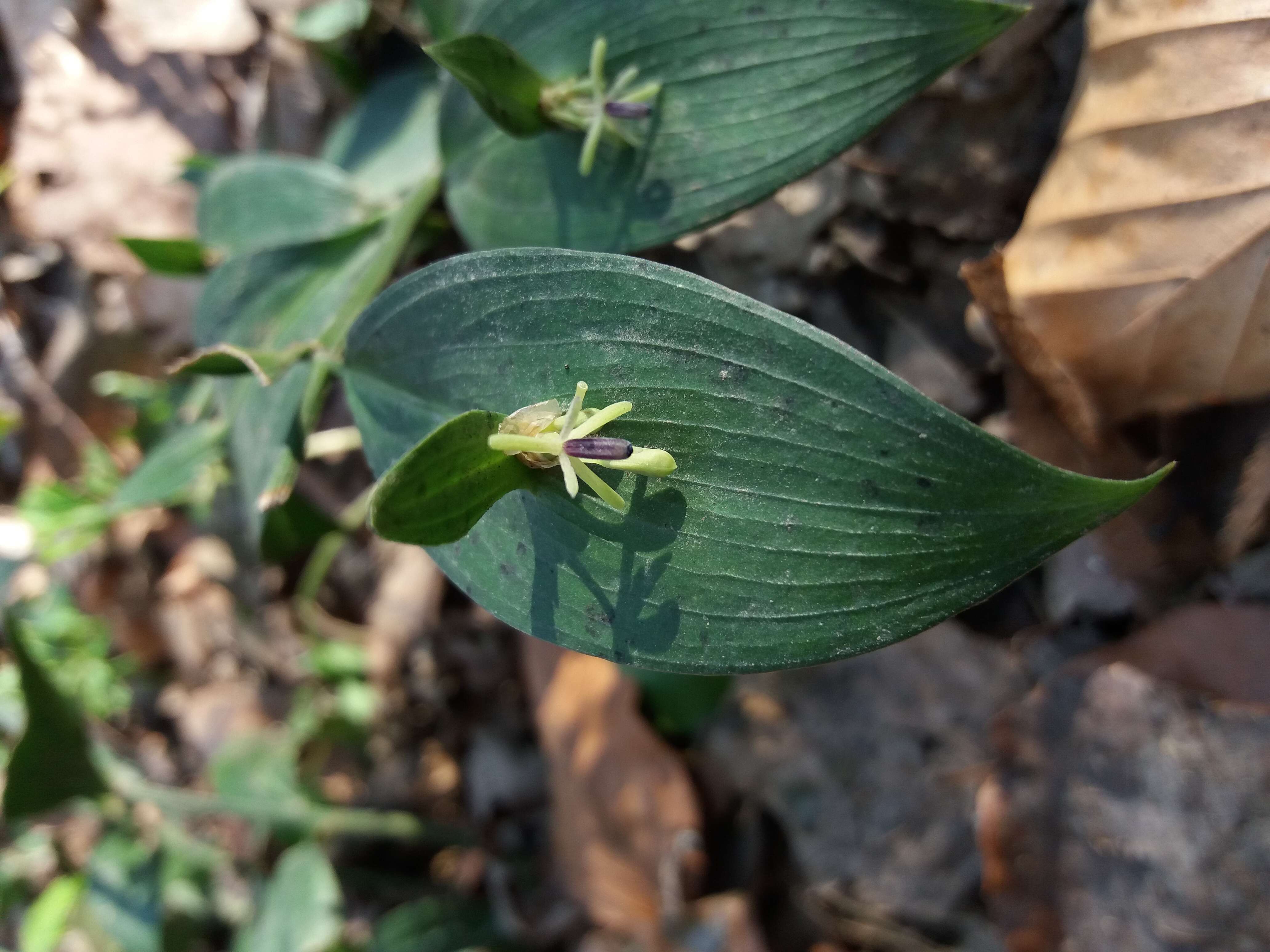 Imagem de Ruscus hypoglossum L.