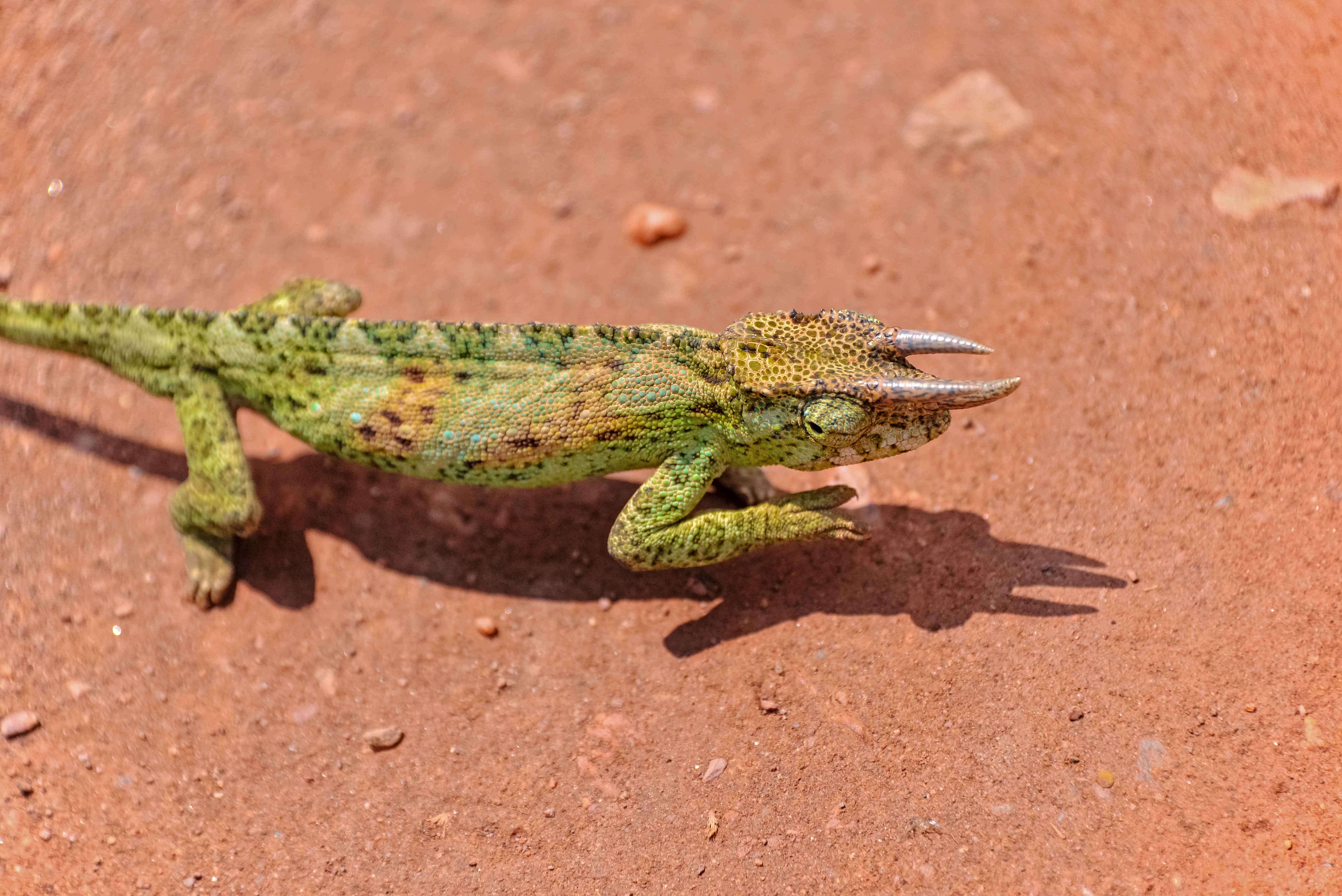 Image of Chamaeleo jacksonii