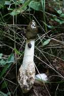 Image of Stinkhorn