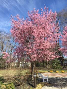 Image of Prunus × incam