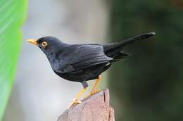 Image of Glossy-black Thrush