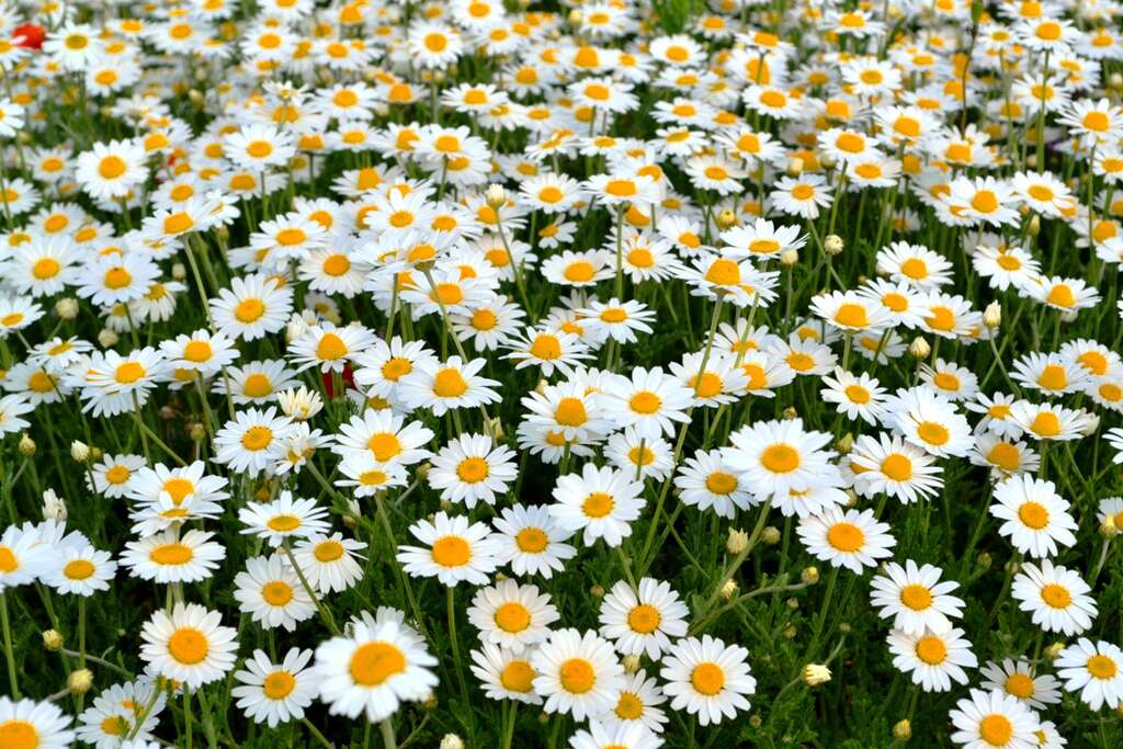 Anthemis arvensis L. resmi