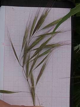 Image of compact brome