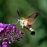 Image of broad-bordered bee hawk-moth