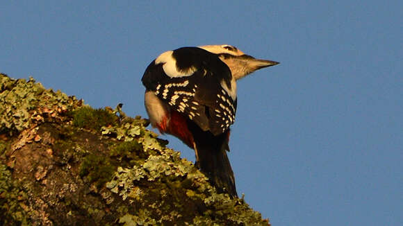 Image of Great Spotted Woodpecker