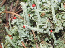 Image of Cladonia macilenta