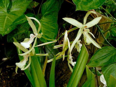 Image of Miltonia flavescens (Lindl.) Lindl.