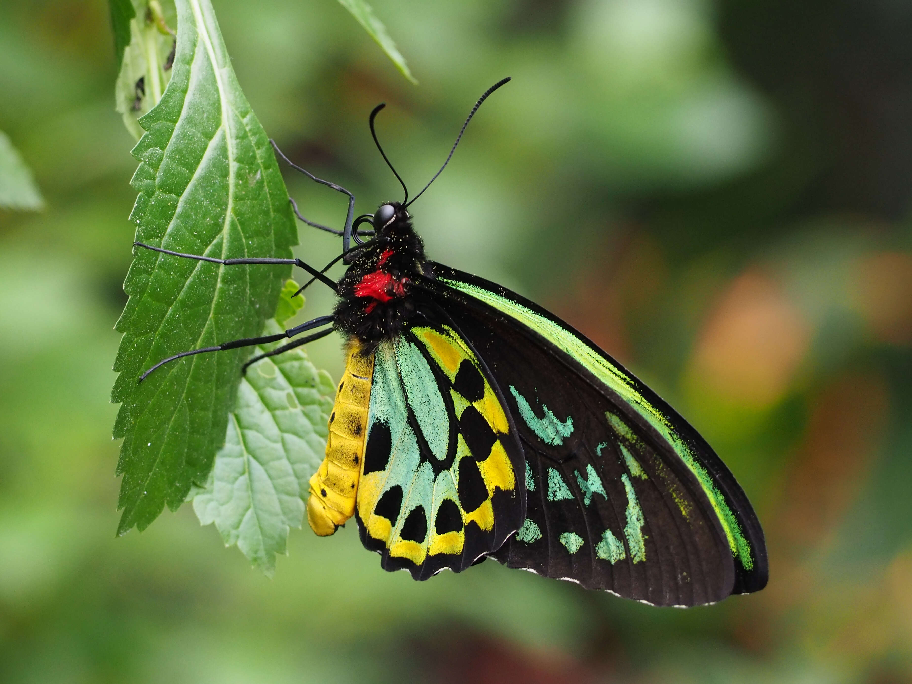 Image of Birdwings