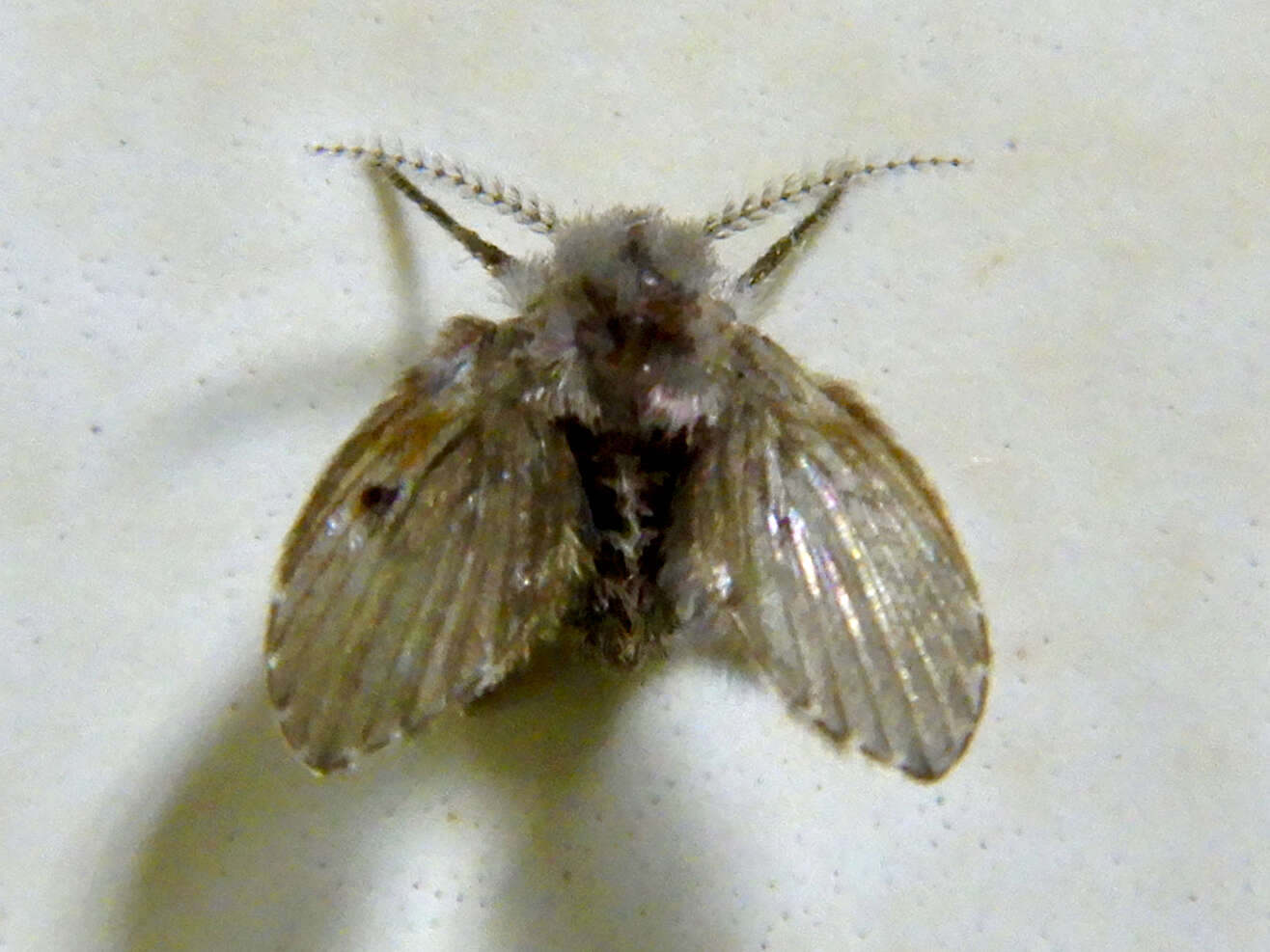 Image of Clogmia albipunctata