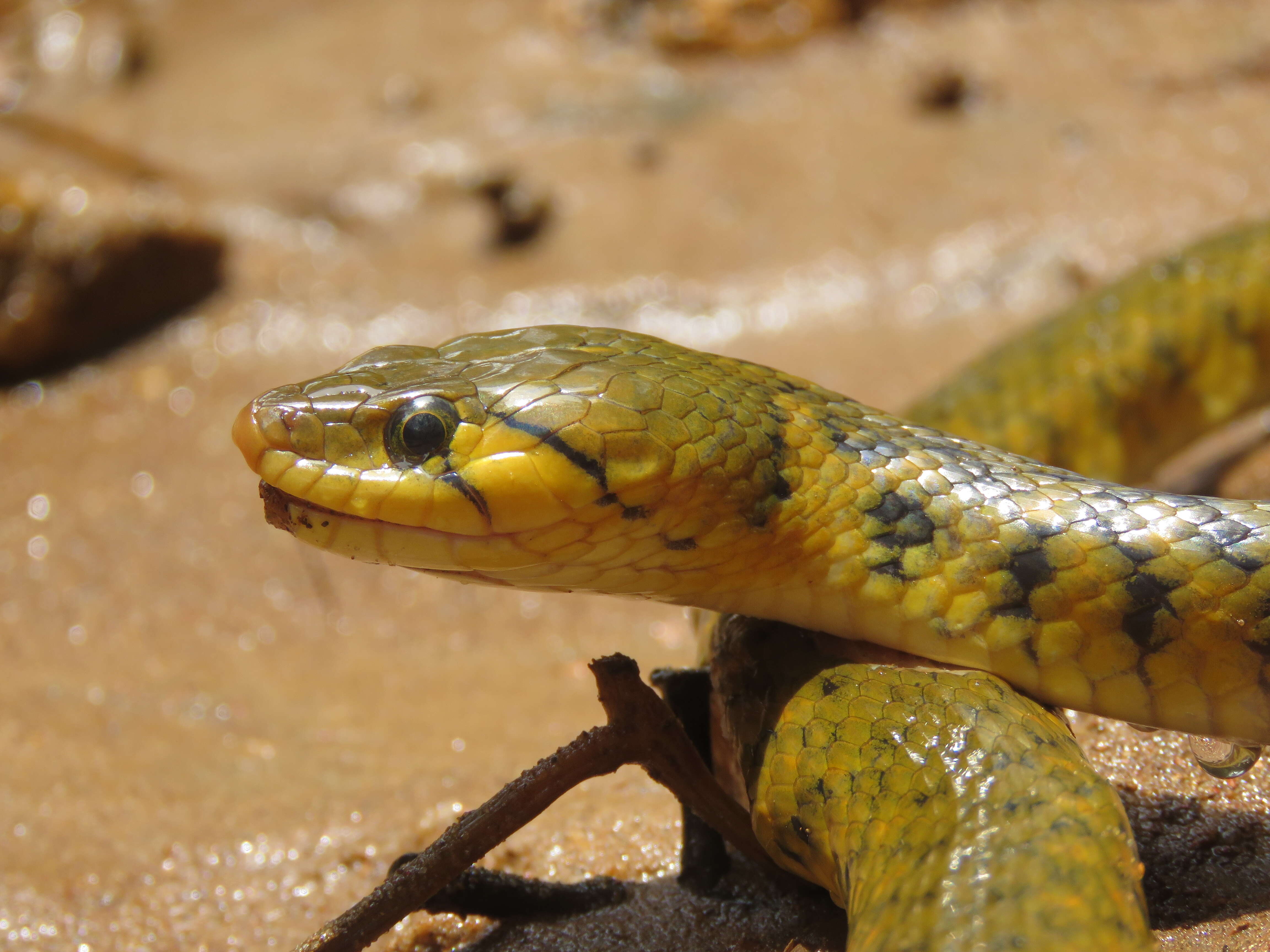 Image of Checkered Keelback Snake