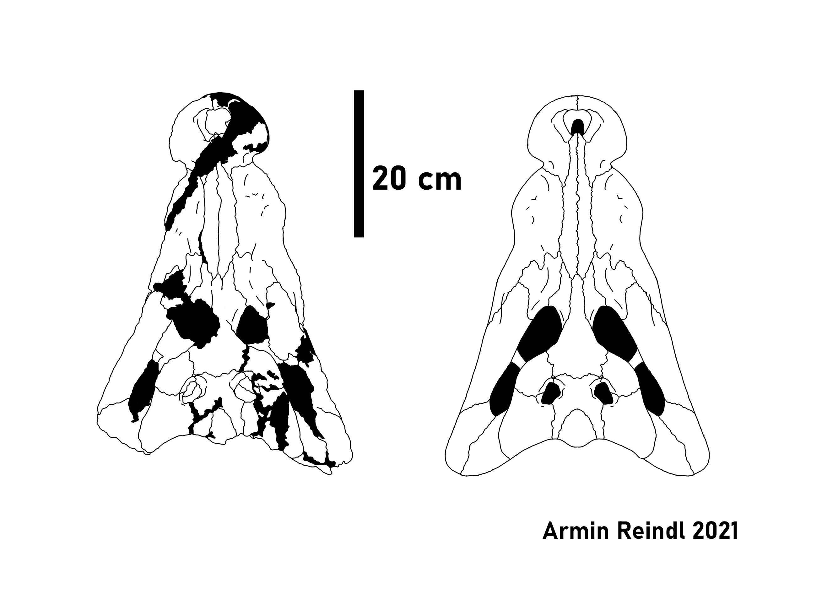 Image of Crocodilians