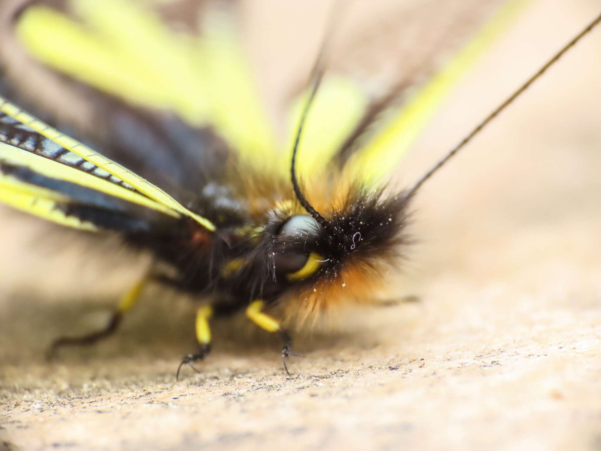 Image of Owly sulphur