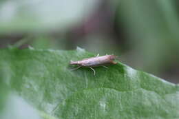 صورة Agriphila straminella