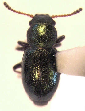 Image of narrow-waisted bark beetles