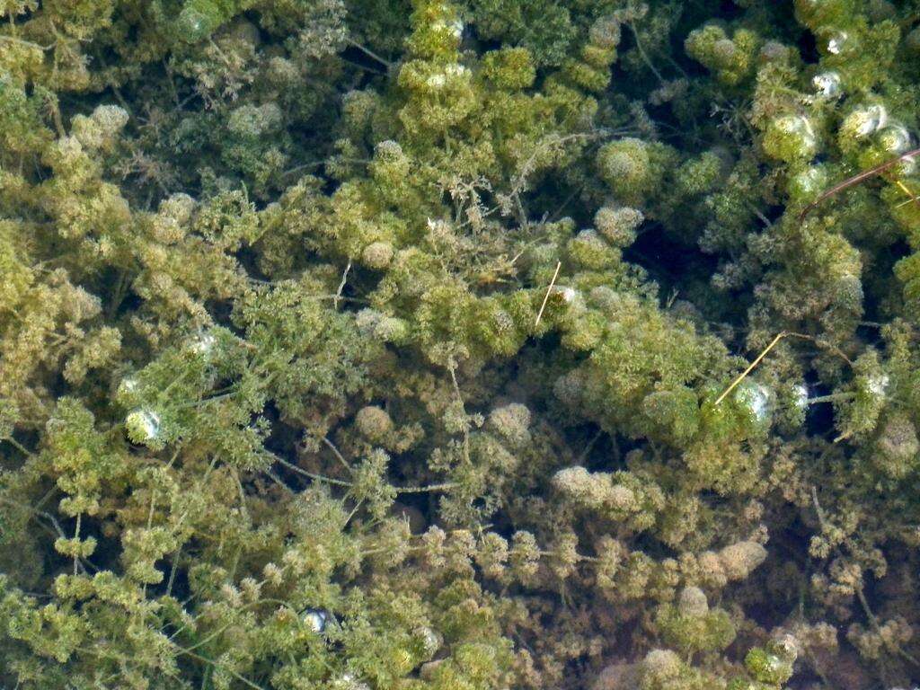 Image of Many-branched Stonewort