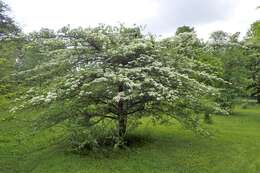 Image of Cockspur Hawthorn