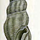 Image of Inquisitor hedleyi (Verco 1909)