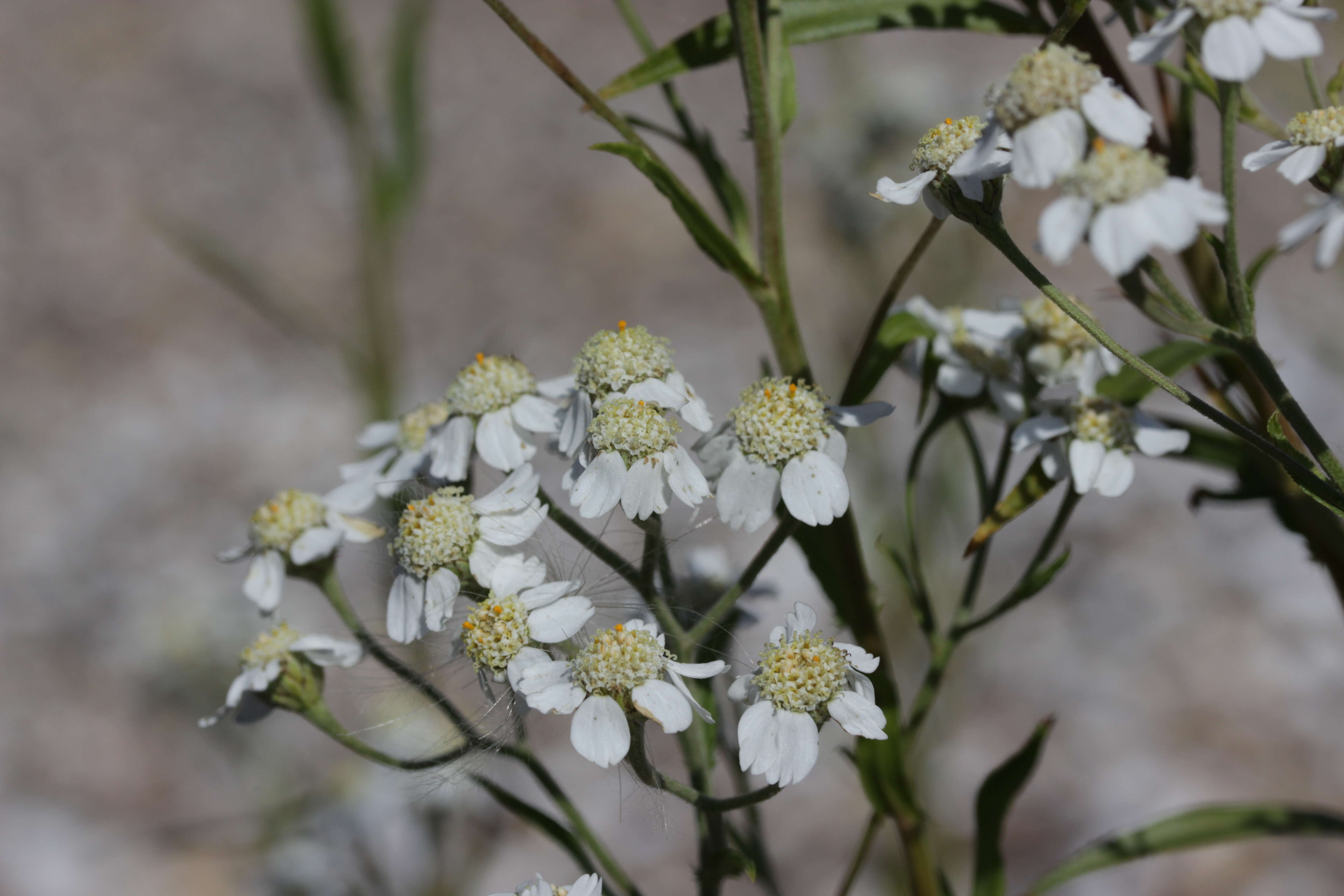 Image of Sneezeweed