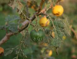 Image of Solanum umtuma Voronts. & S. Knapp
