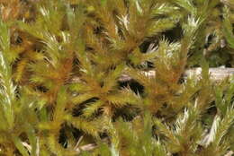 Image of homalothecium moss