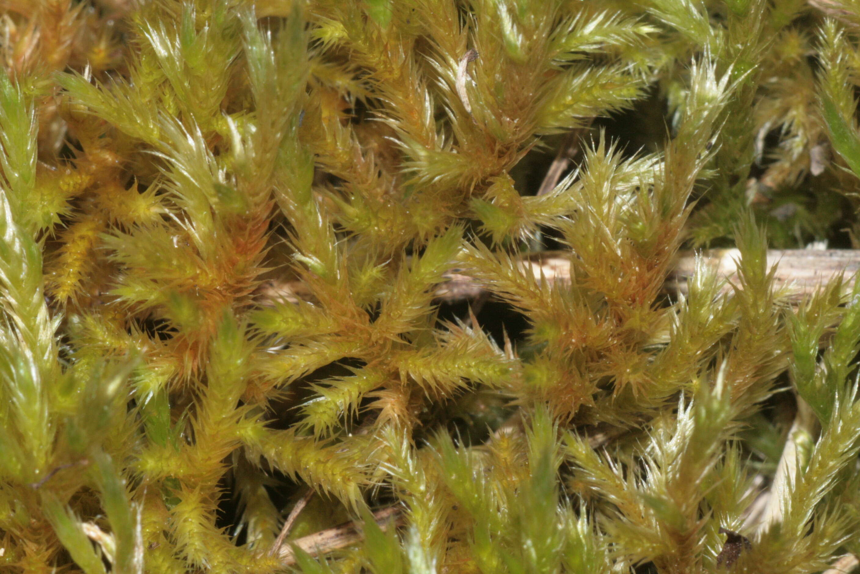 Image of homalothecium moss