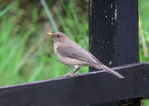 Image of Clay-colored Robin