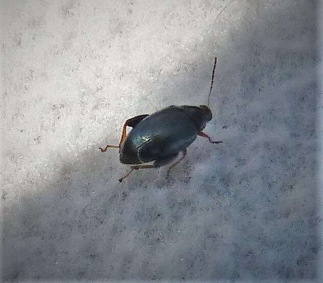 Image of Cabbage-stem flea beetle