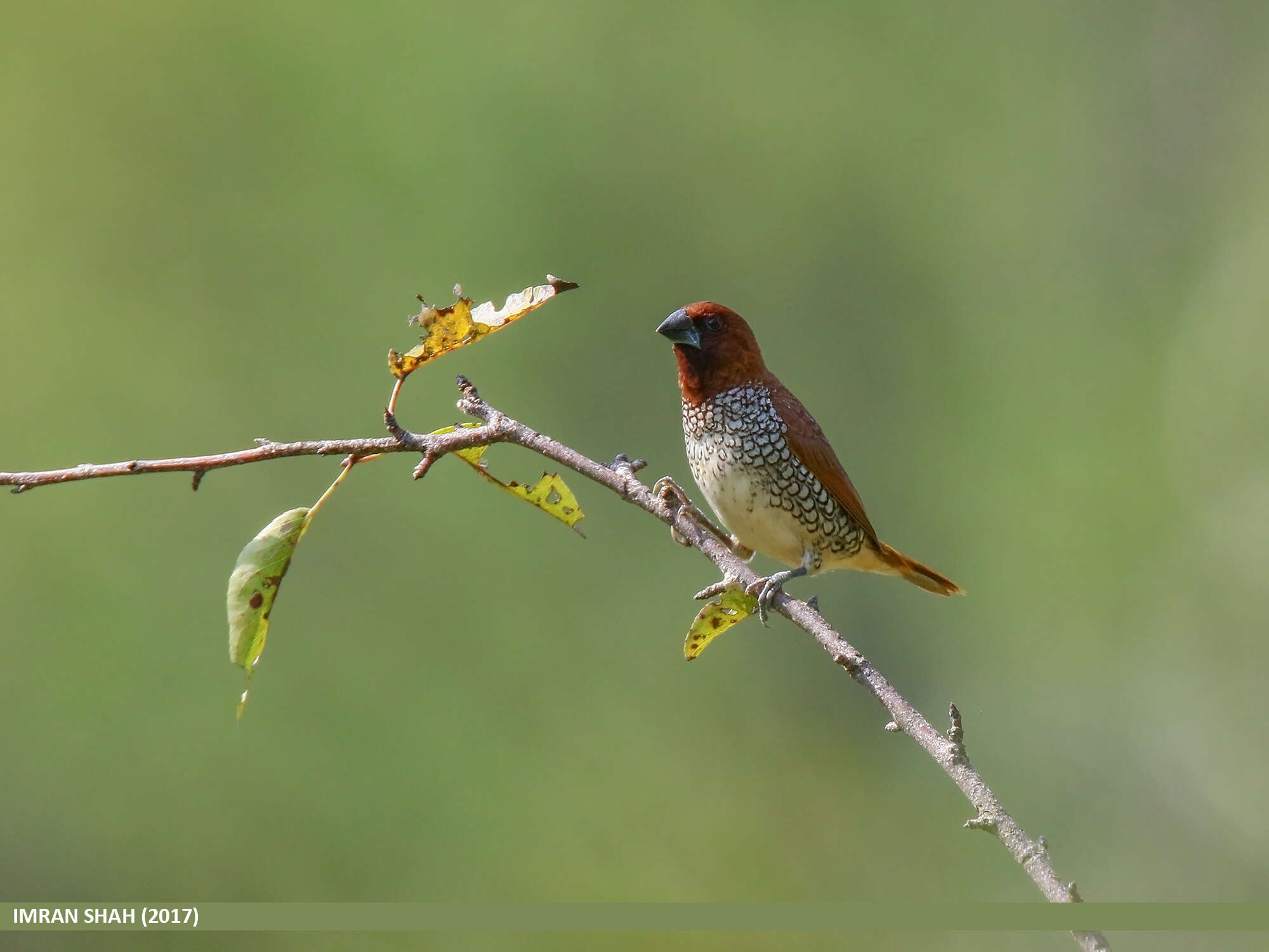 Image of Nutmeg Mannikin