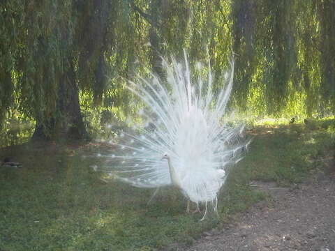 Image of Peking Willow