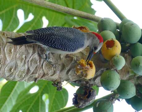 Image of Yucatan Woodpecker