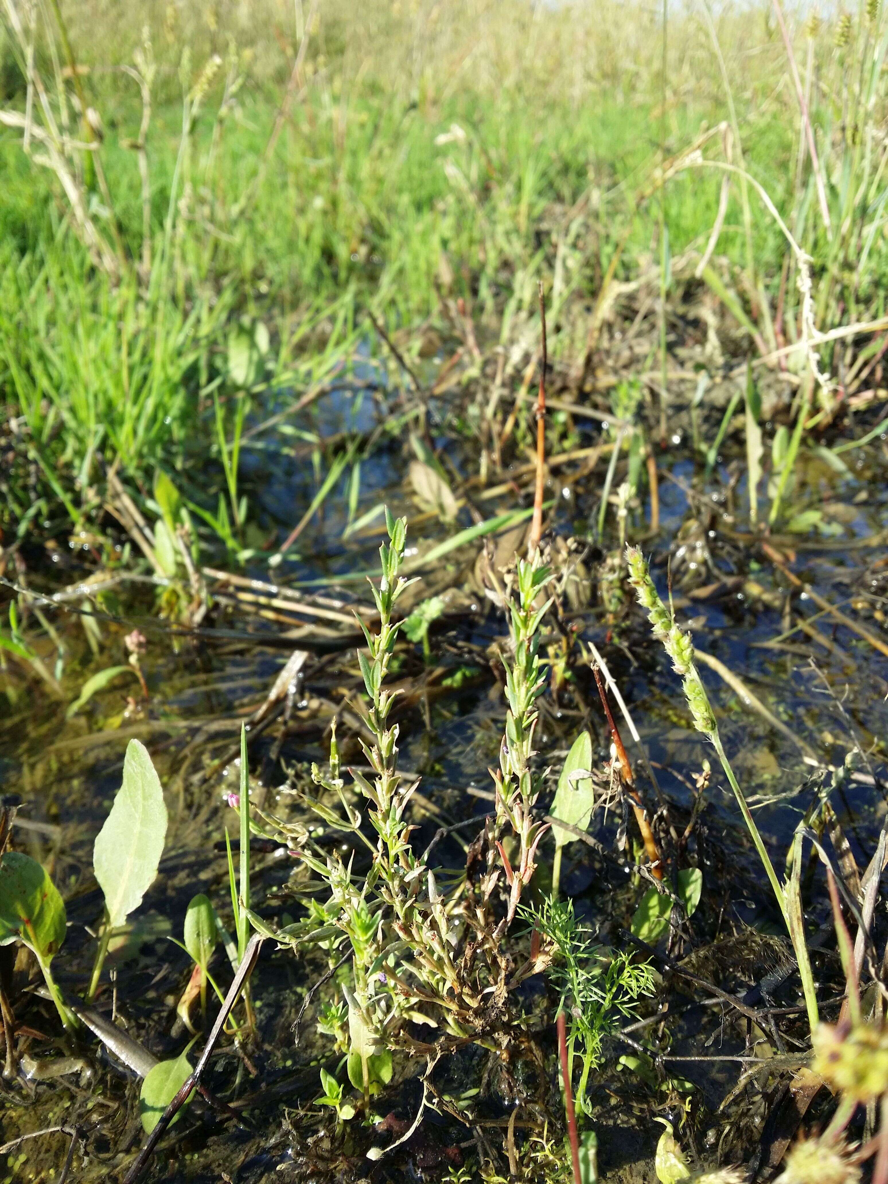 Image of Grass-poly