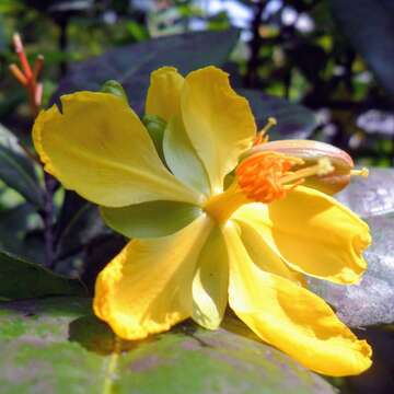 Image of Mickey Mouse plant