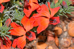 Image of Red Leschenaultia