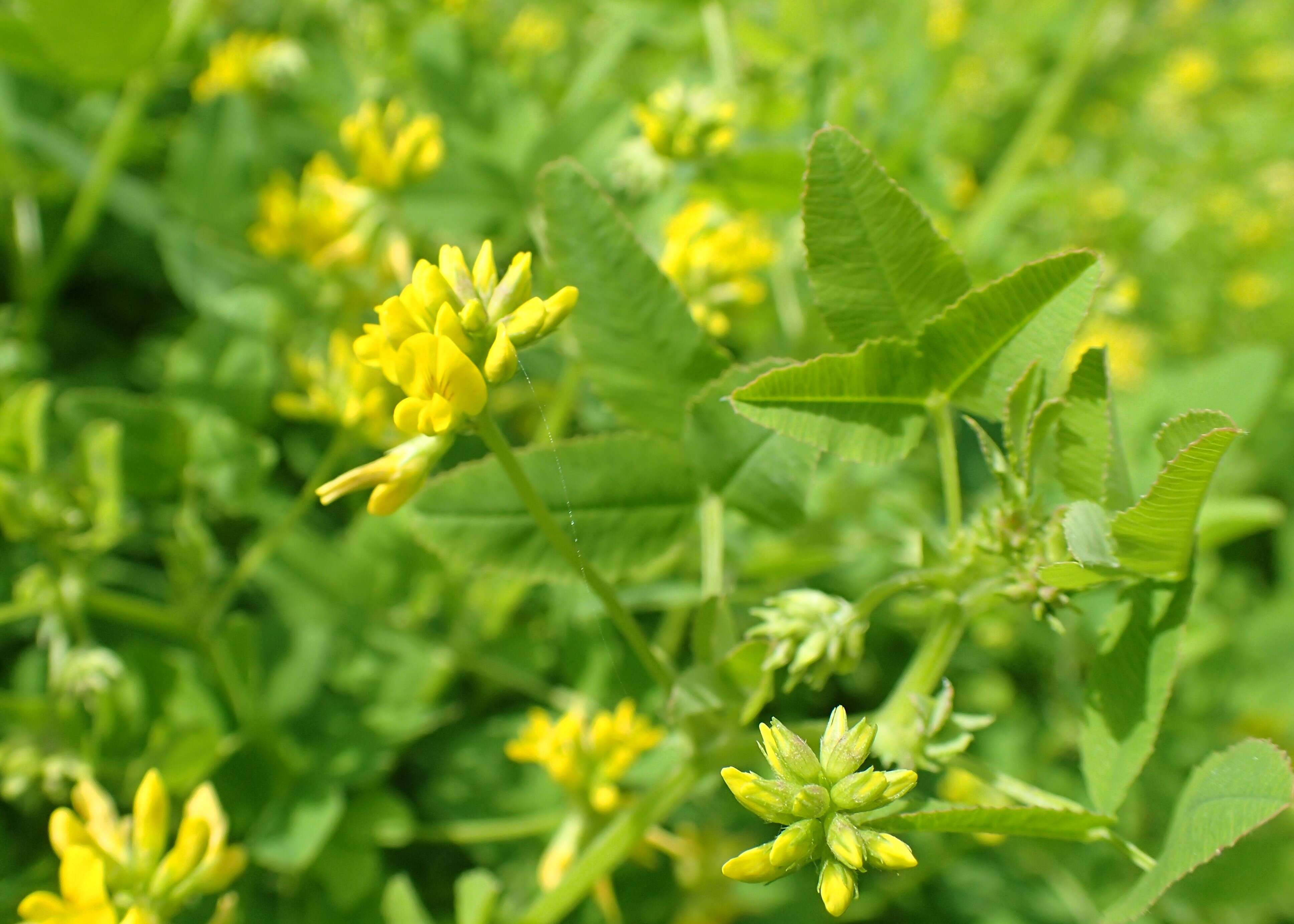 Image of Medicago carstiensis Wulfen