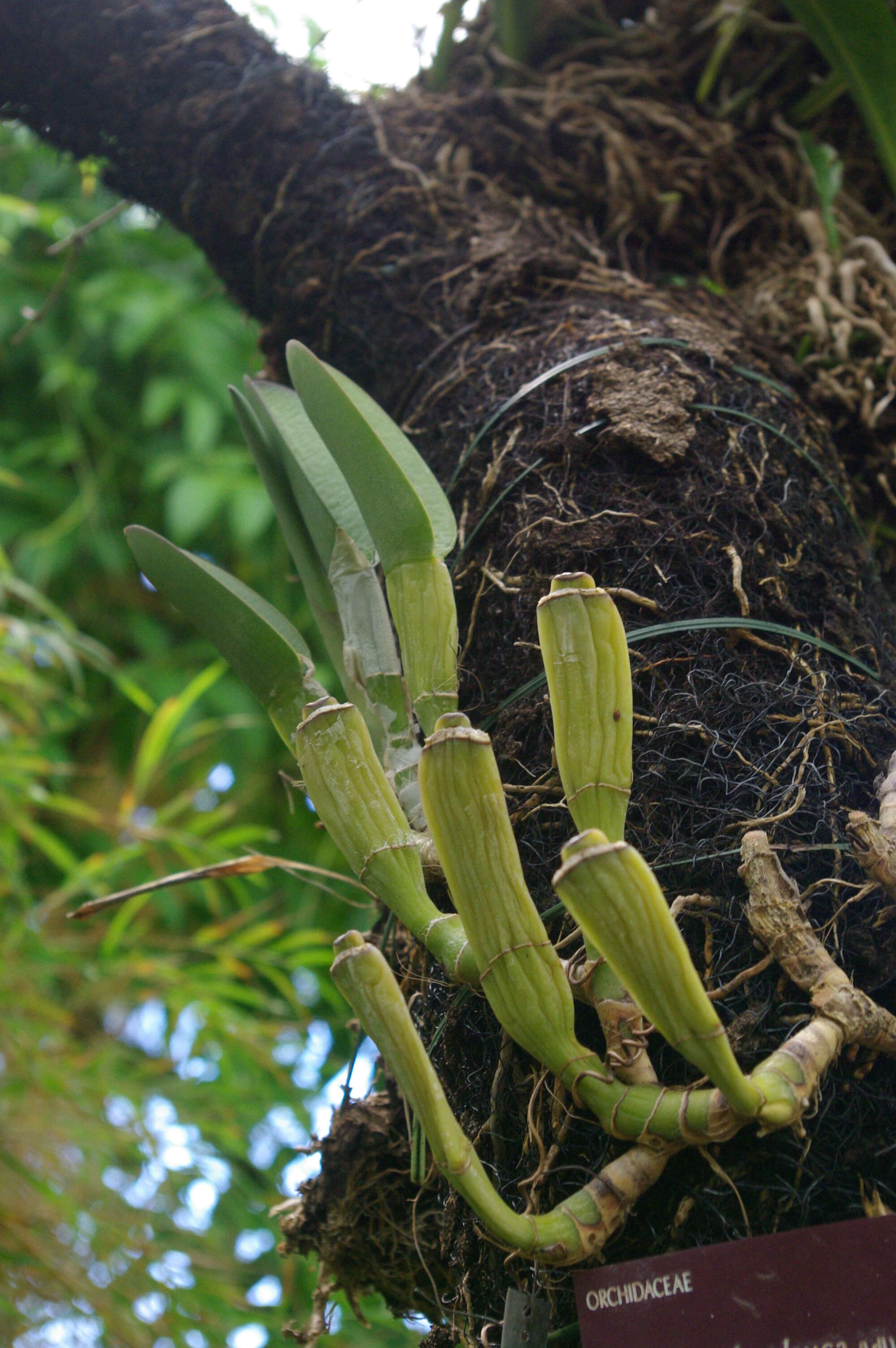 Image of Rhyncholaelia glauca (Lindl.) Schltr.