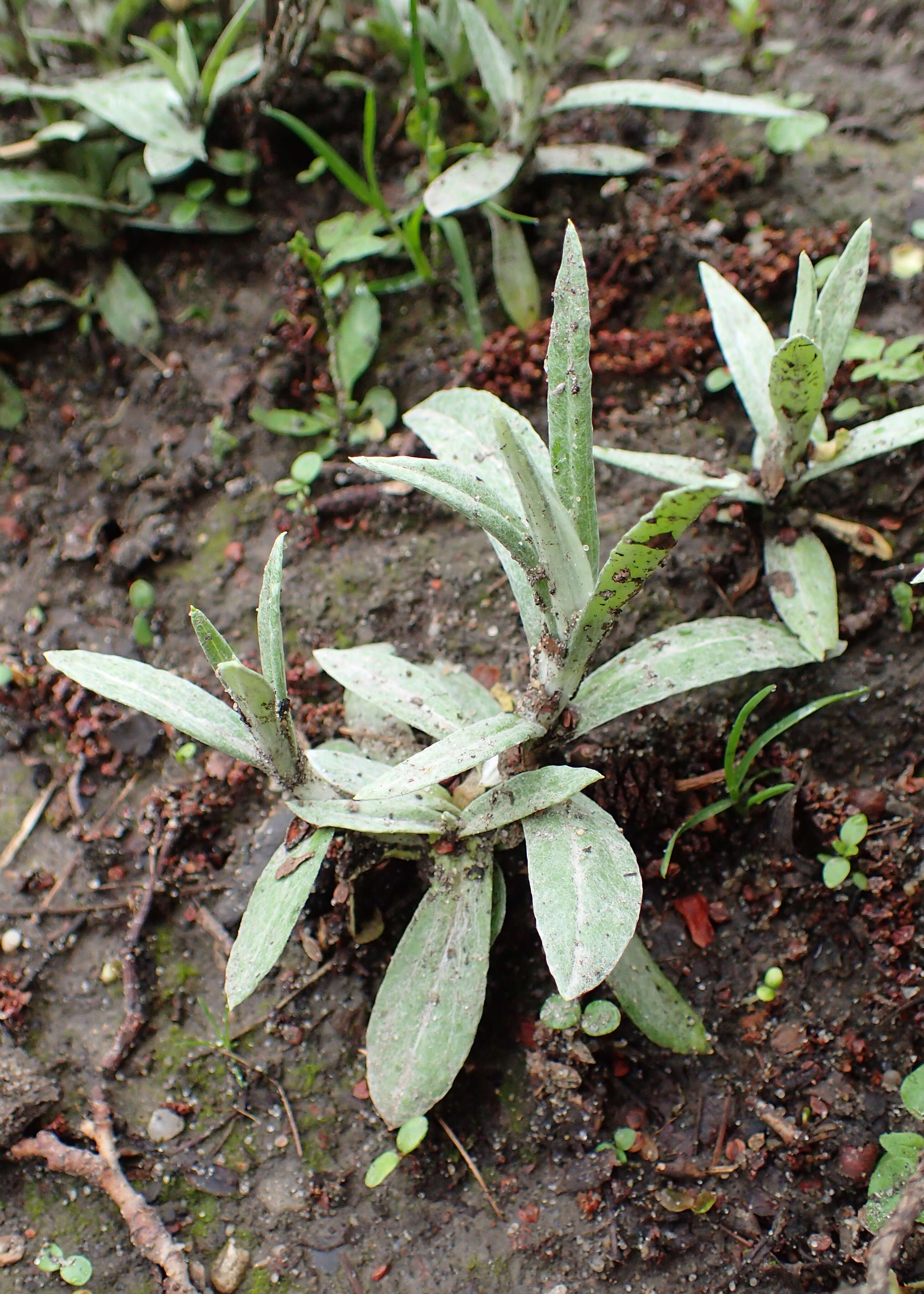 Imagem de Anaphalis margaritacea (L.) Benth.