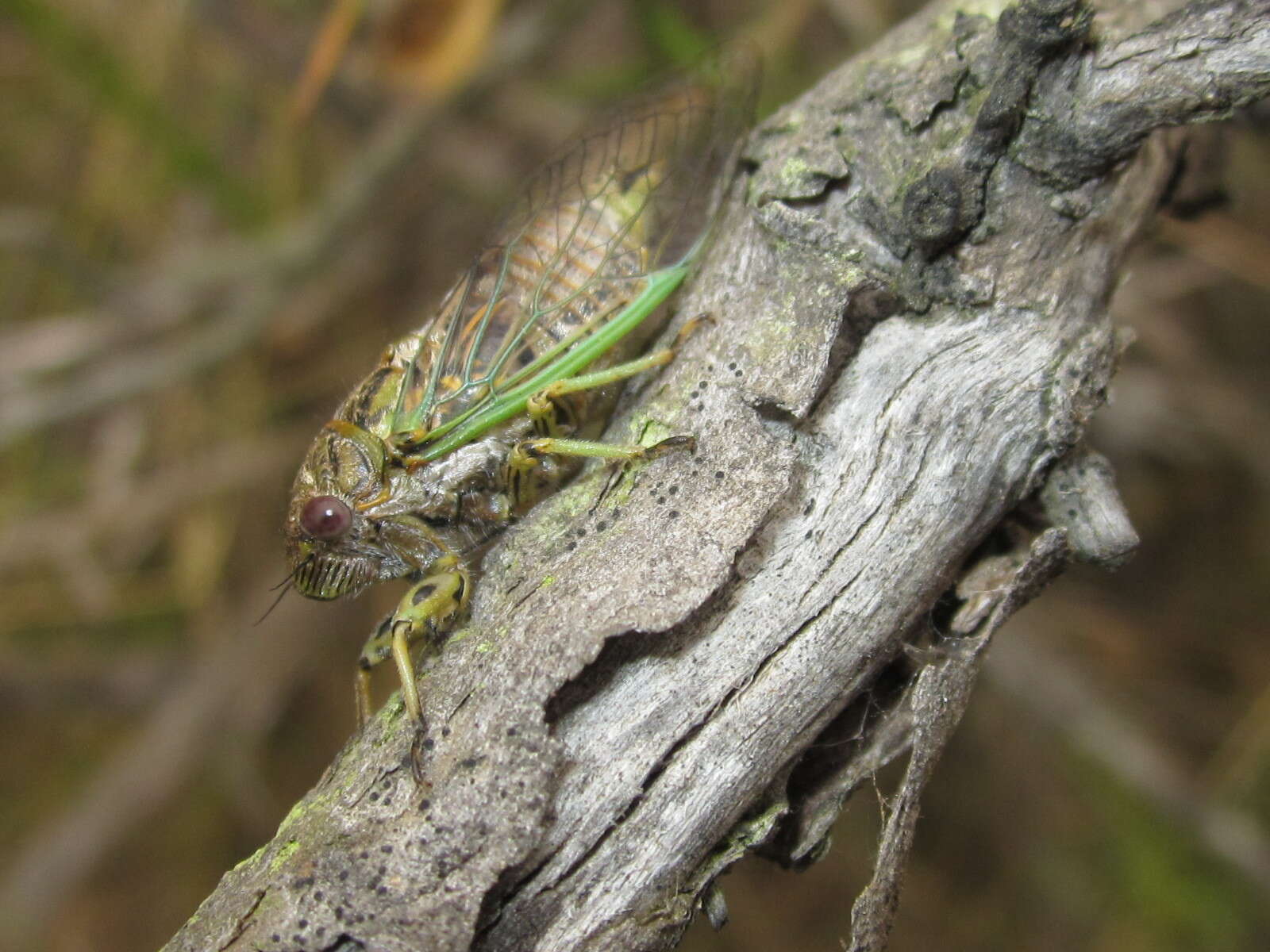 Imagem de Tibicininae