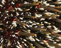 Image of sea urchins