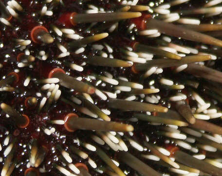 Image of sea urchins