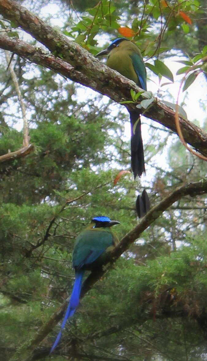 Image of Andean Motmot