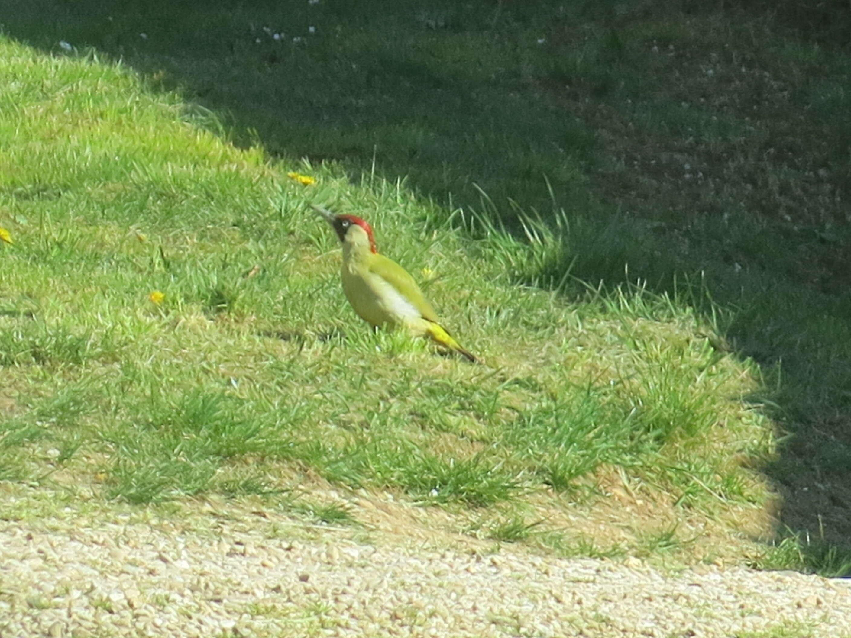 Image of Eurasian Green Woodpecker