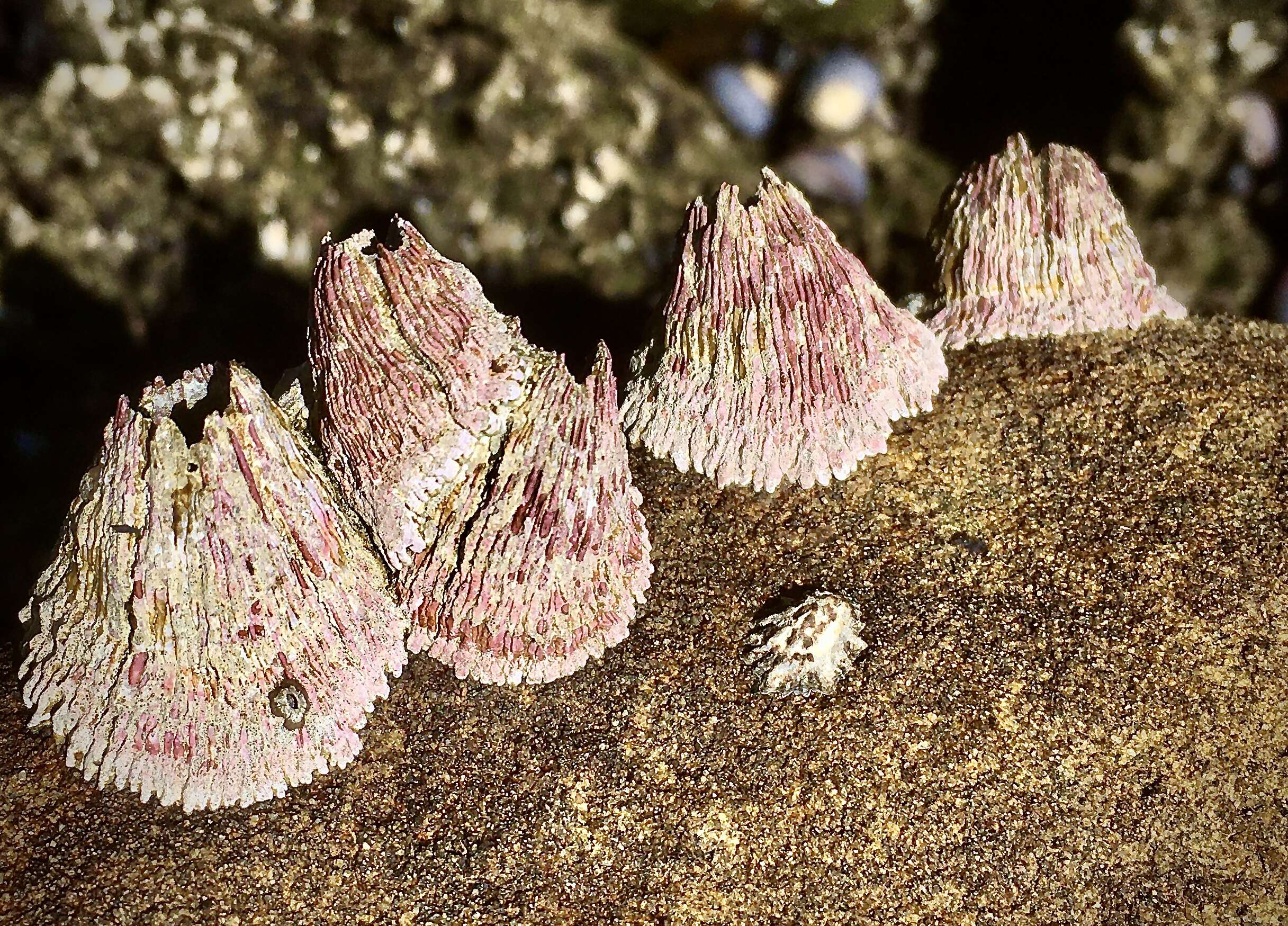 Image of Tetraclitinae Gruvel 1903