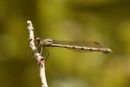 Sivun Austrolestes colensonis (White ex White & Gardiner Butler 1846) kuva