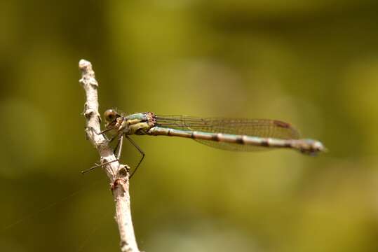 Image of Blue Damselfly