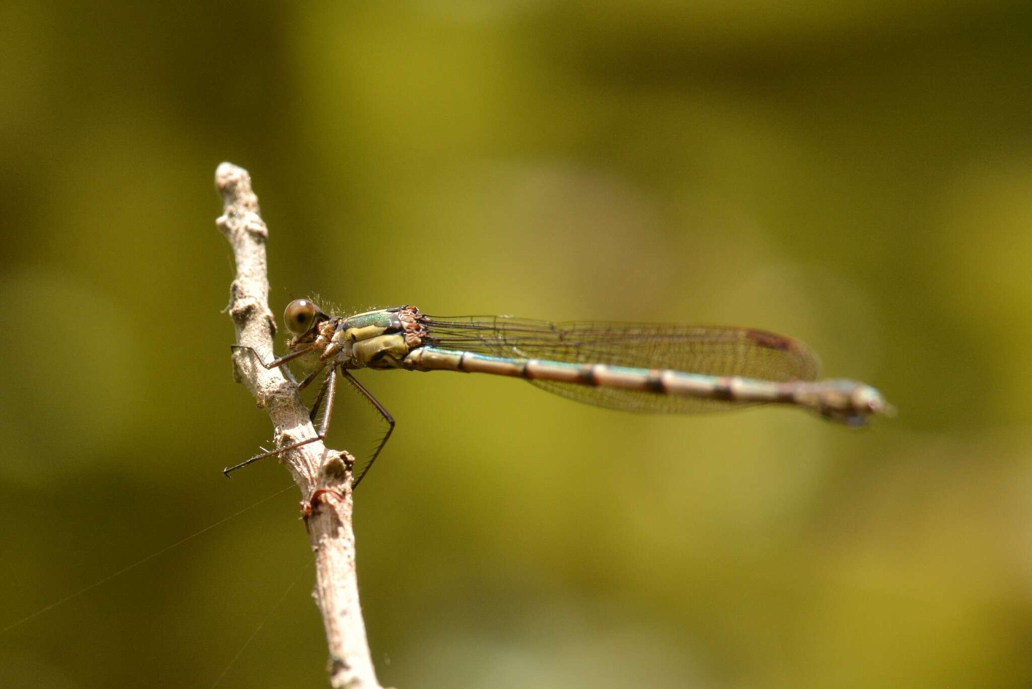 Sivun Austrolestes colensonis (White ex White & Gardiner Butler 1846) kuva