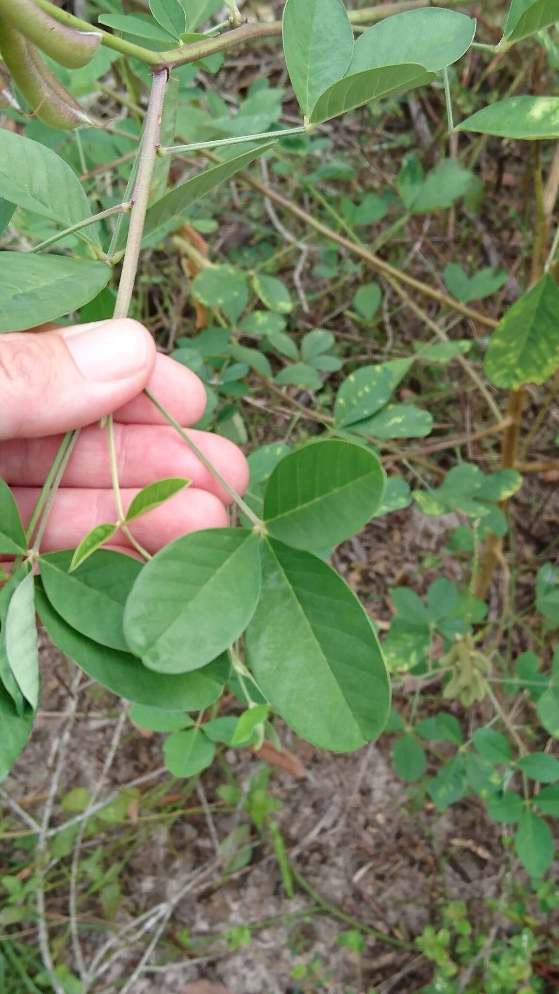 صورة Crotalaria pallida Aiton