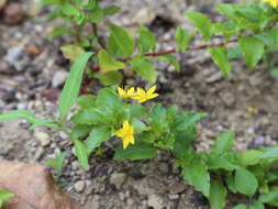 Image of Lysimachia azorica Hornem. ex Hook.