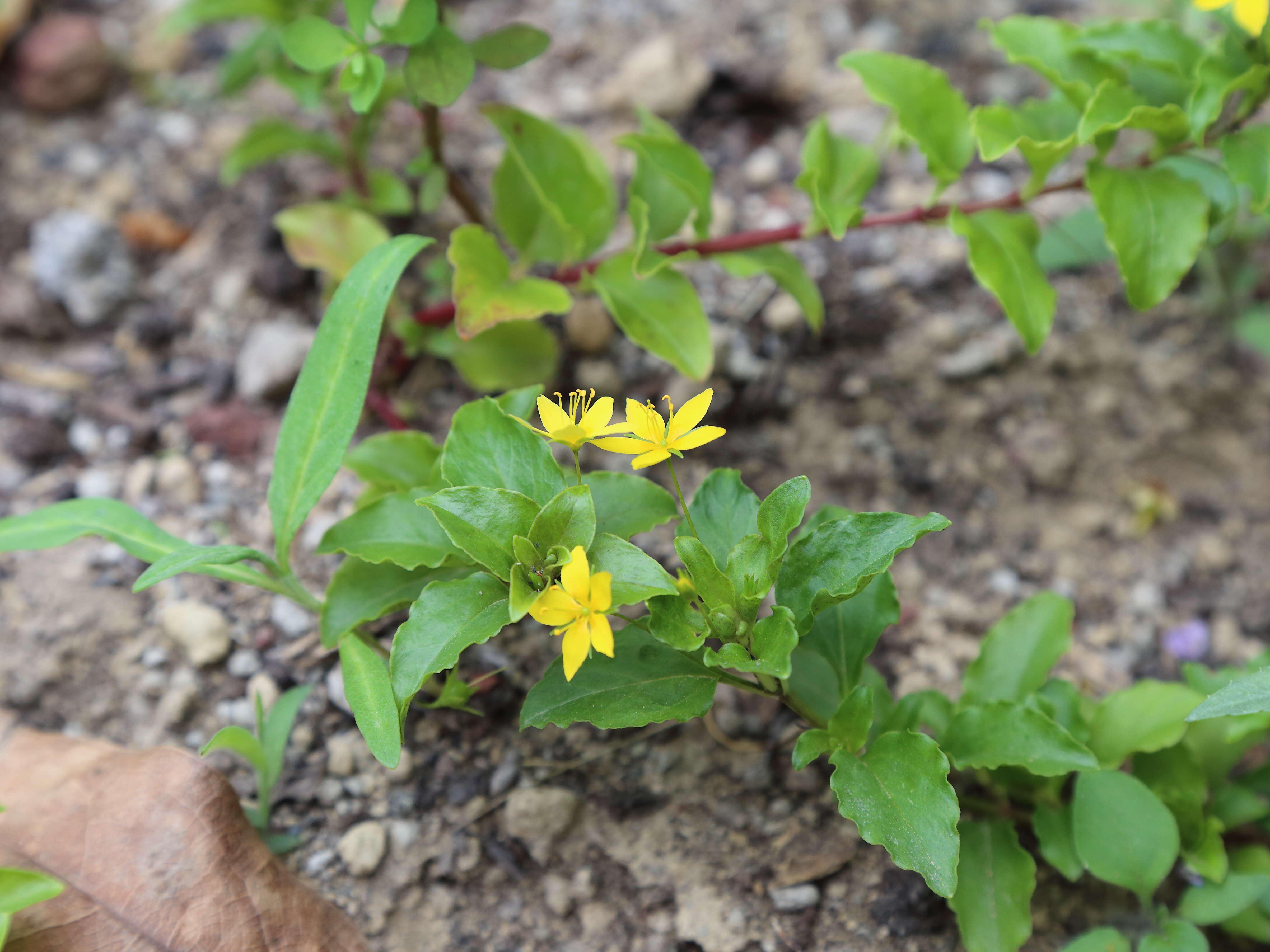 Image of Lysimachia azorica Hornem. ex Hook.